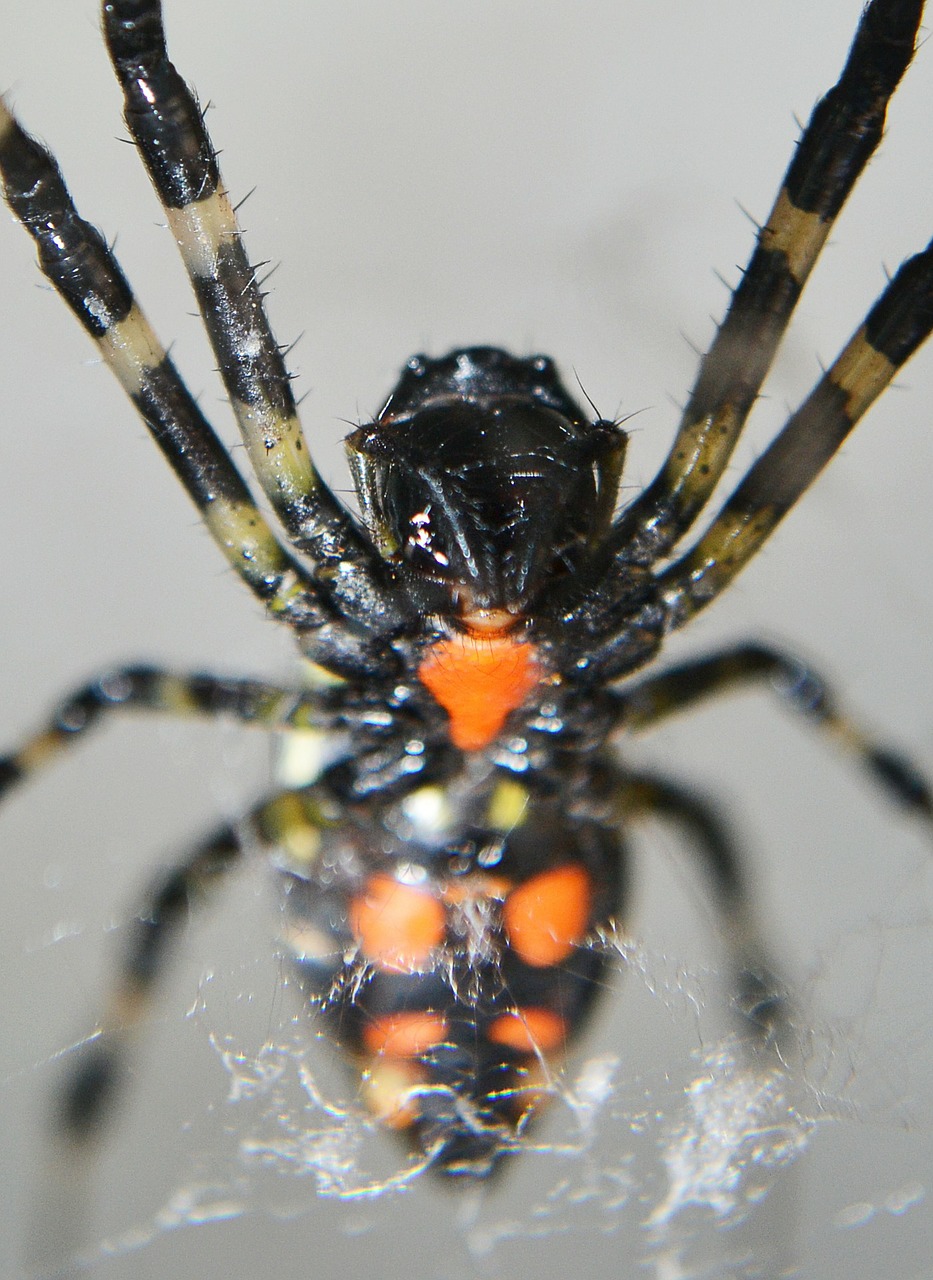 spider spotted spiders tiger nail spider free photo