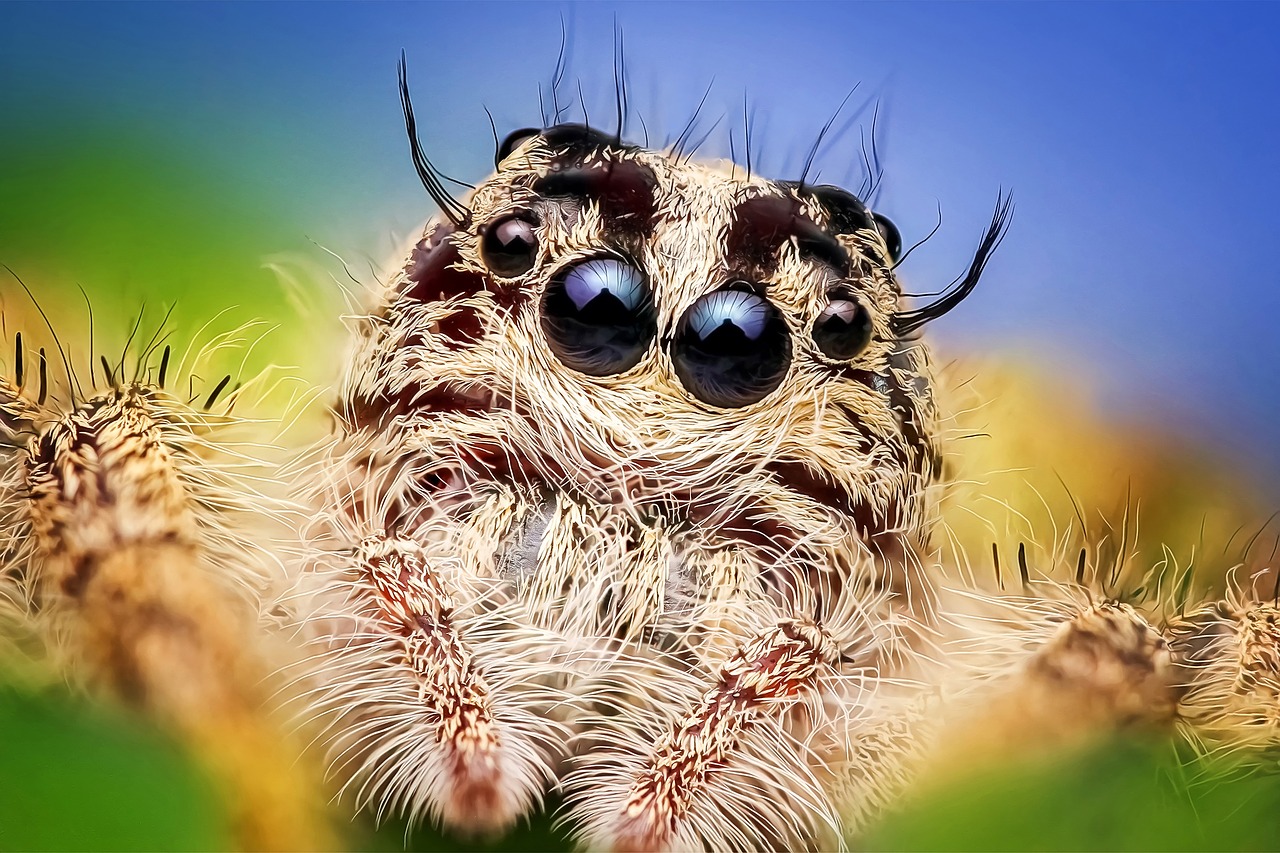 spider jumping spider macro free photo