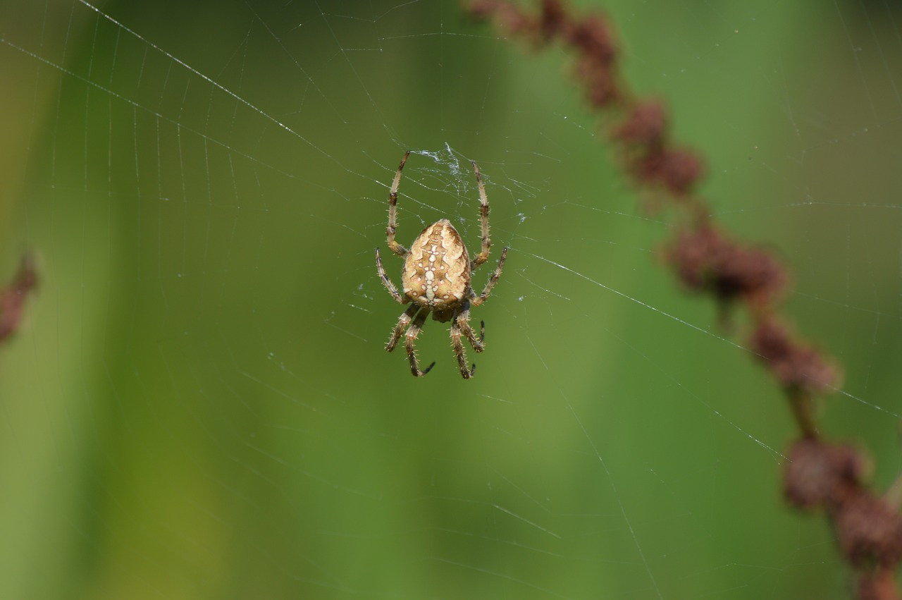 spider insect animal free photo