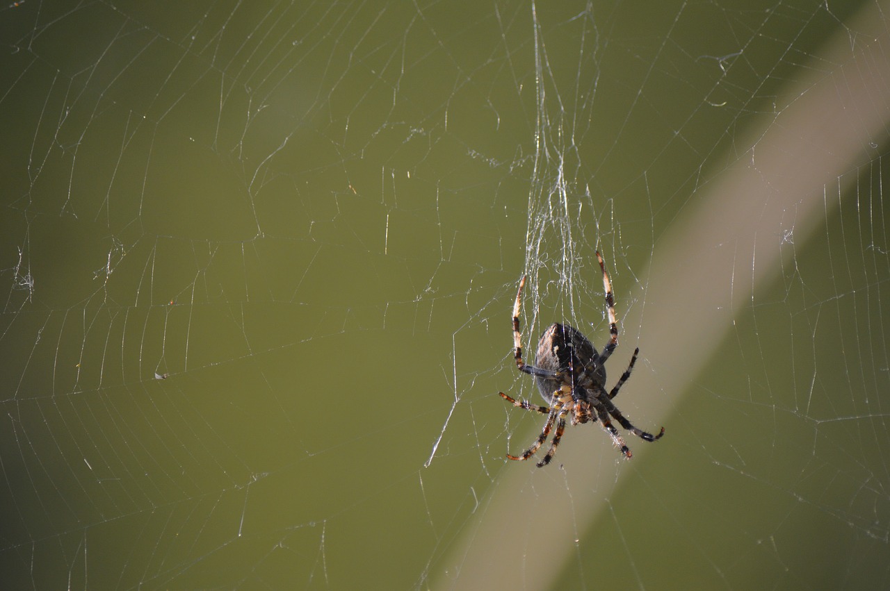 spider insect animal free photo