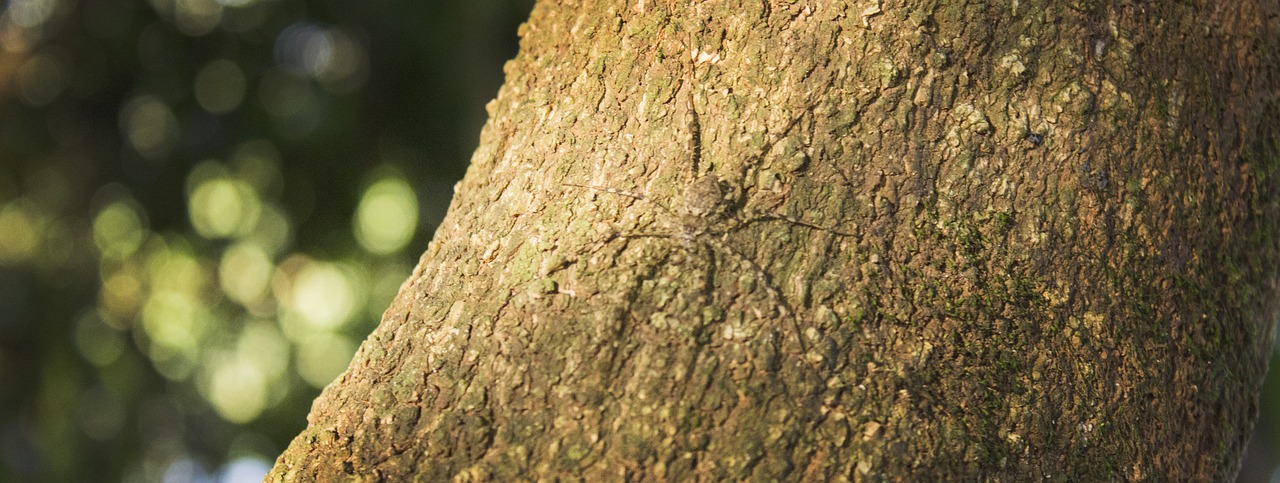 spider tree nature free photo