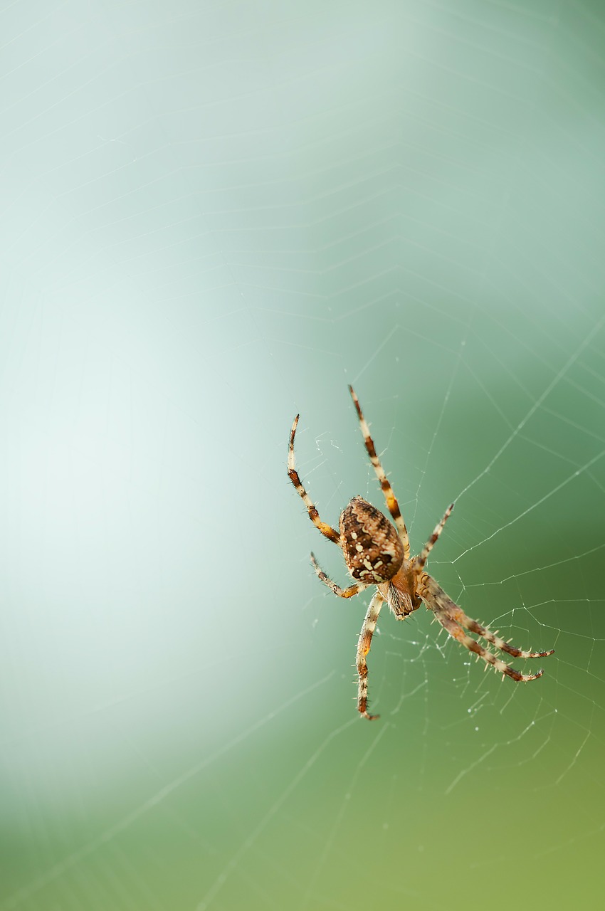 spider network nature free photo