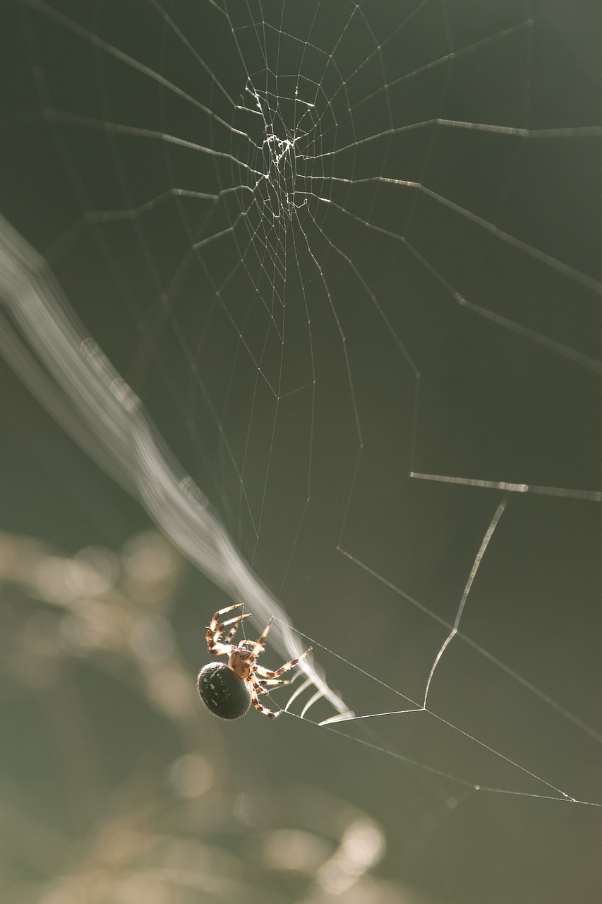 spider nature web free photo