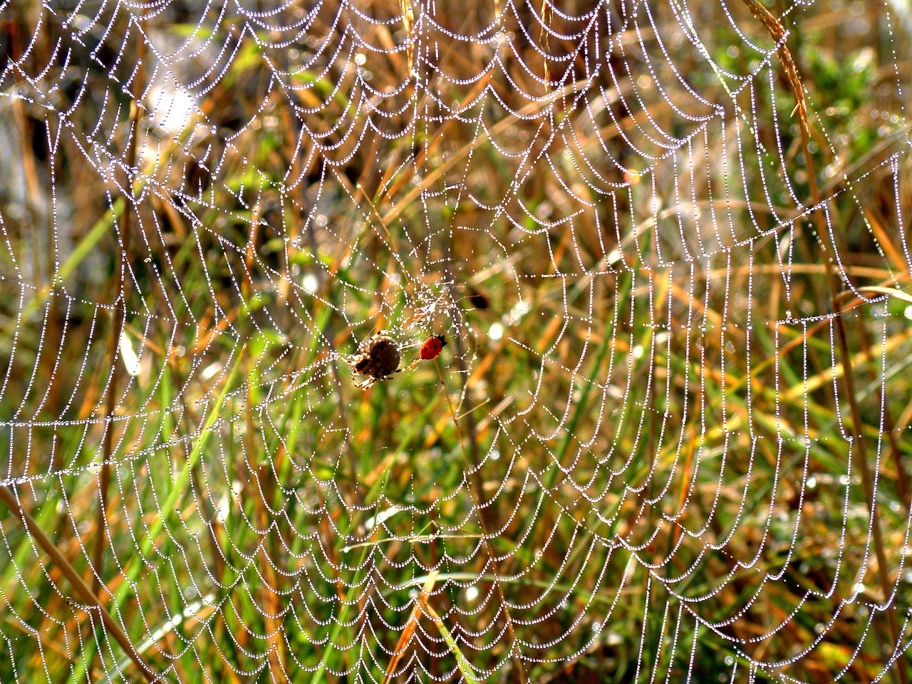 spider web dew free photo