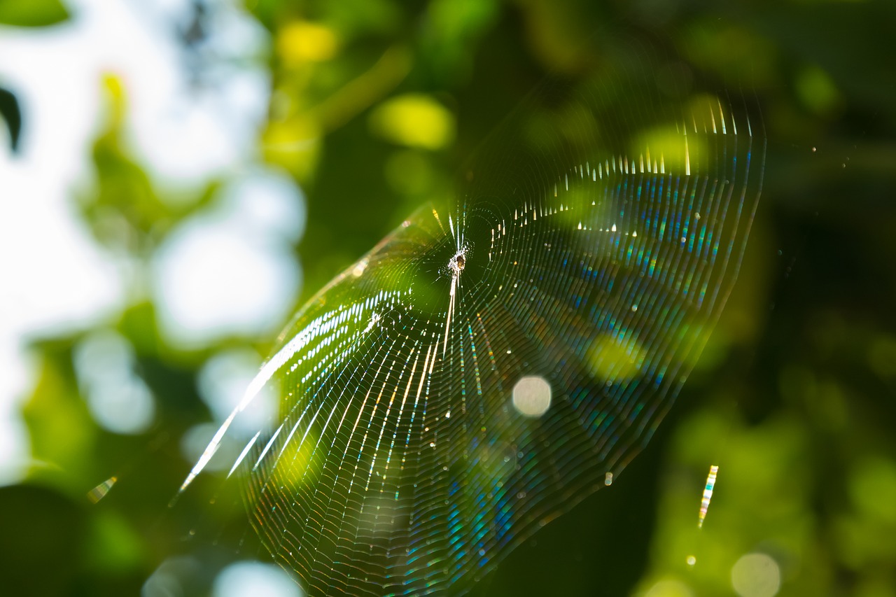 spider web spider web free photo