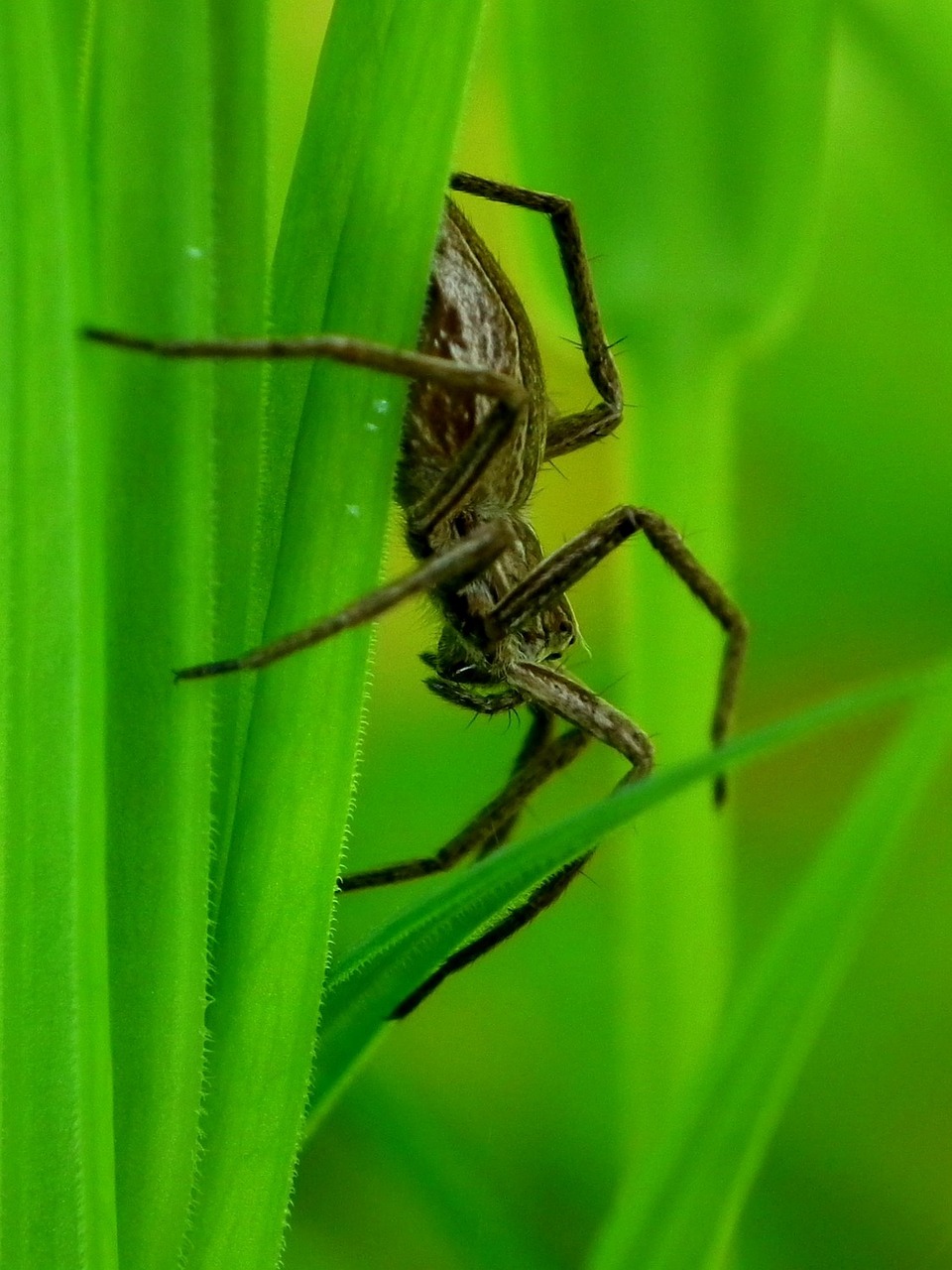 spider insect my free photo