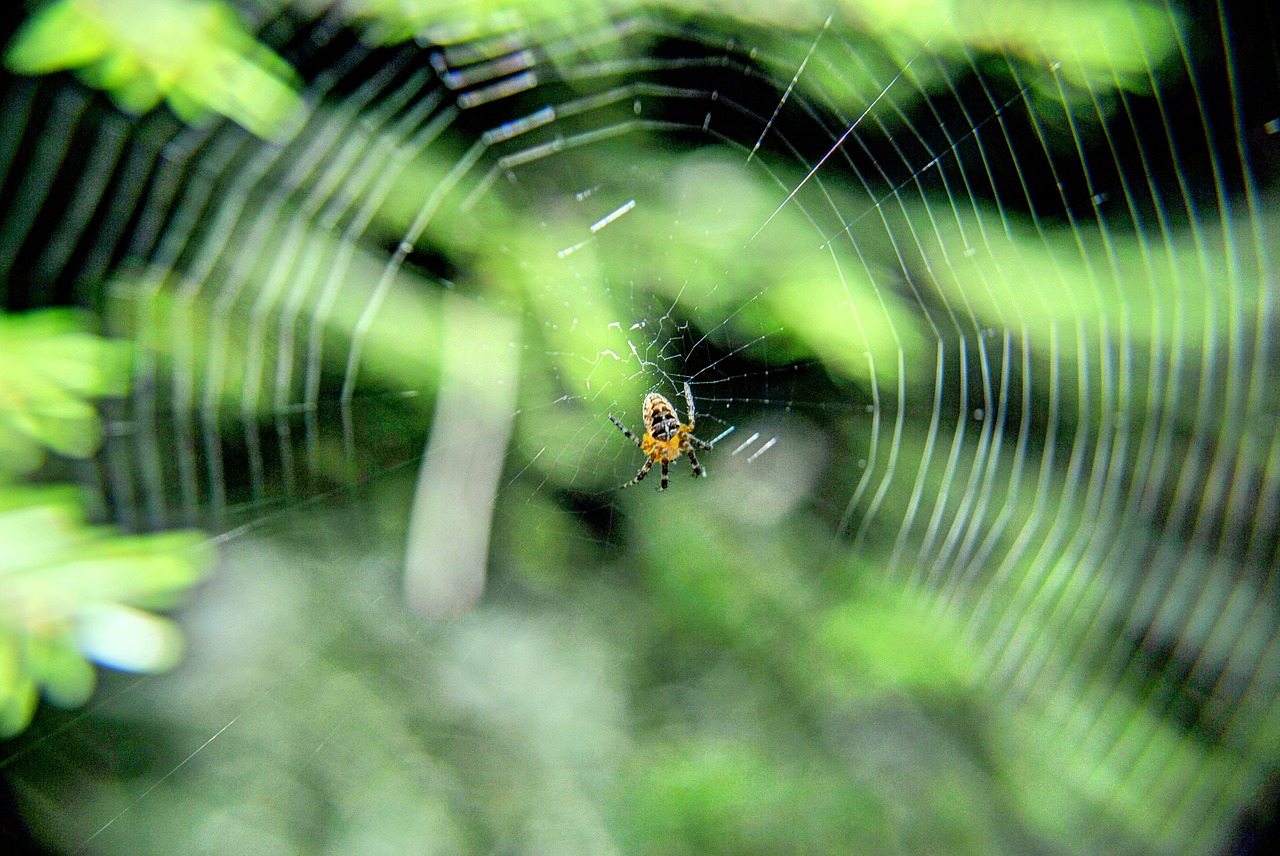 spider on tangled web free photo