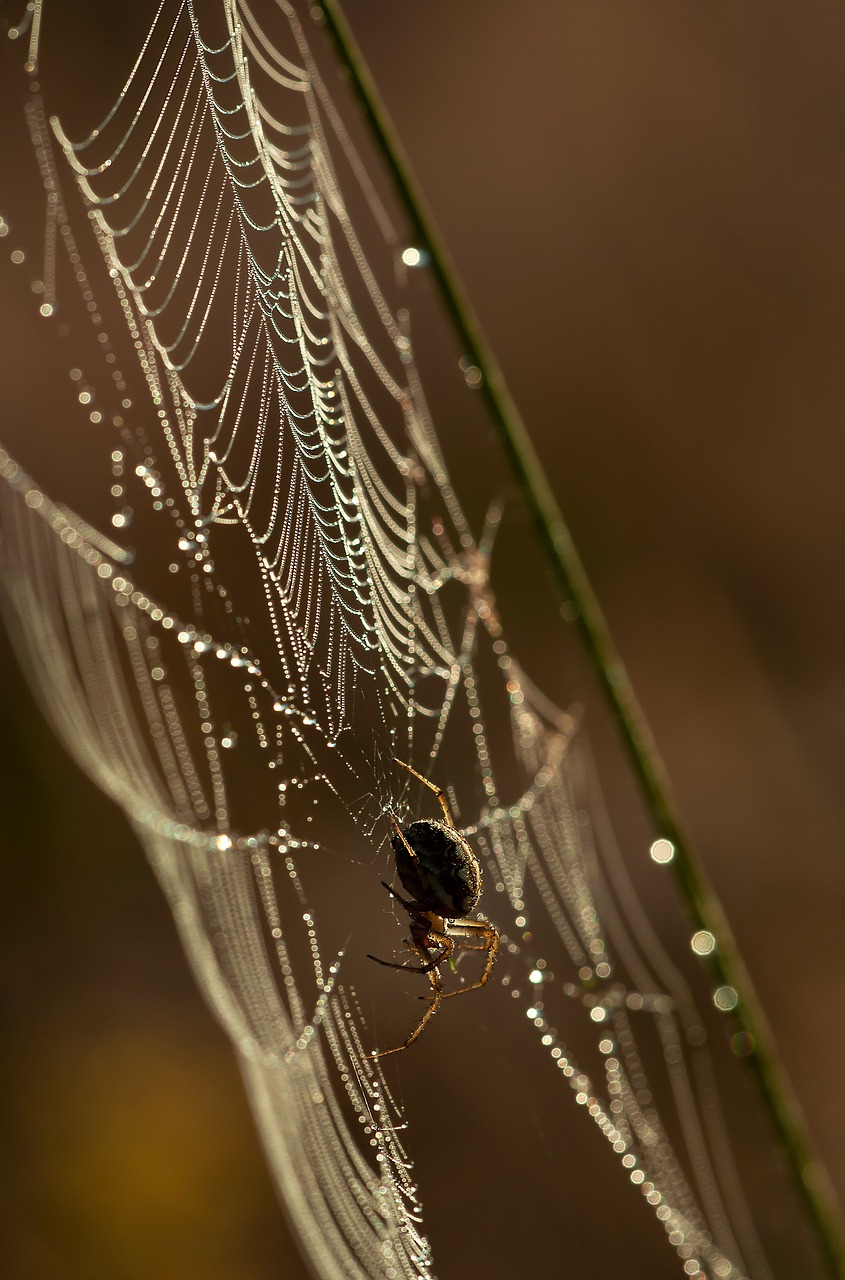 spider network insect free photo