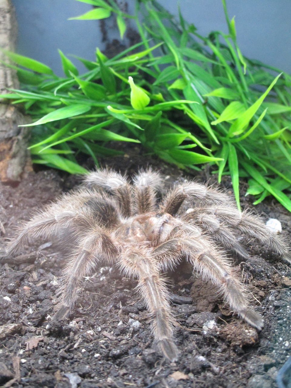 spider giant spider terrarium free photo