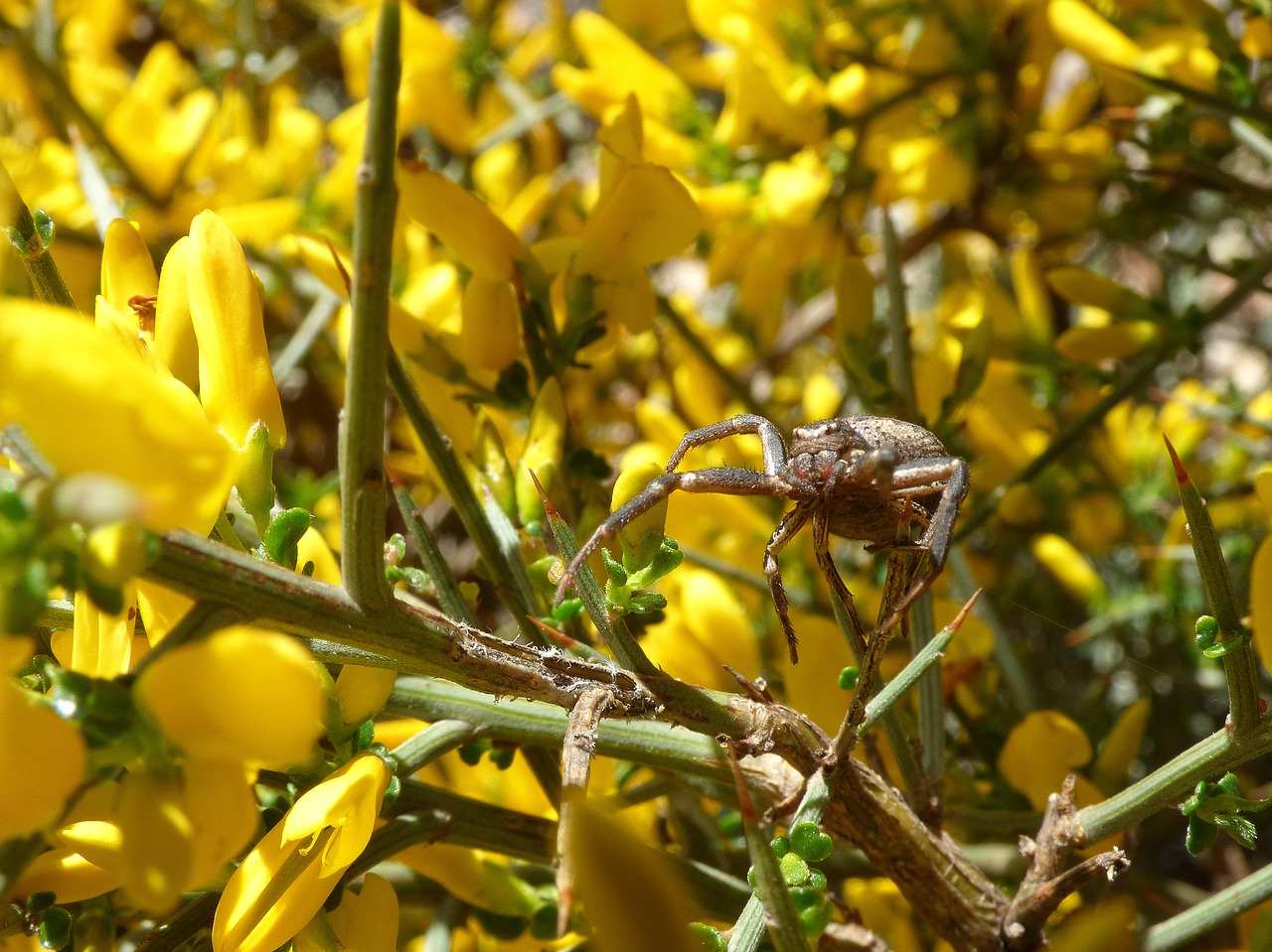 spider arachnid genista scorpius free photo