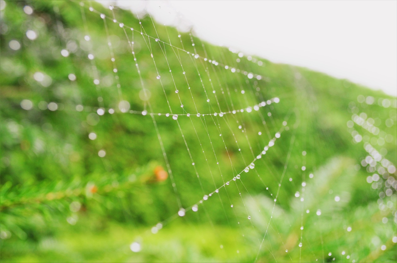 spider web nature free photo