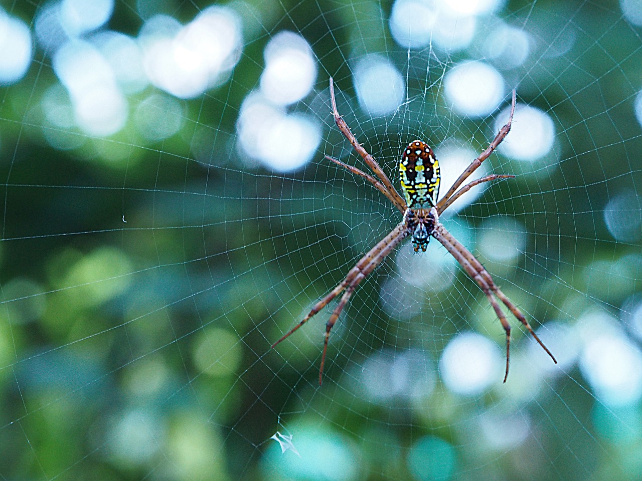 spider bug insect free photo