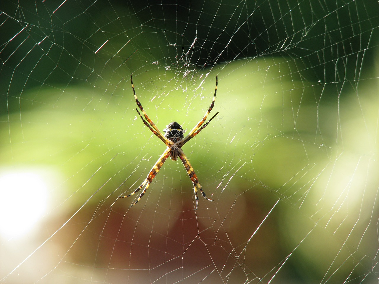 spider animal nature free photo