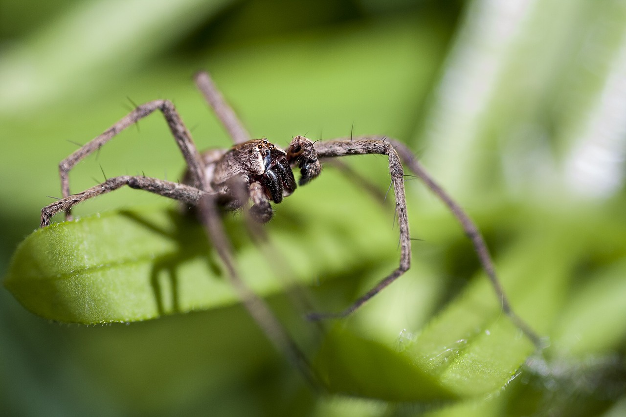 spider macro feet free photo