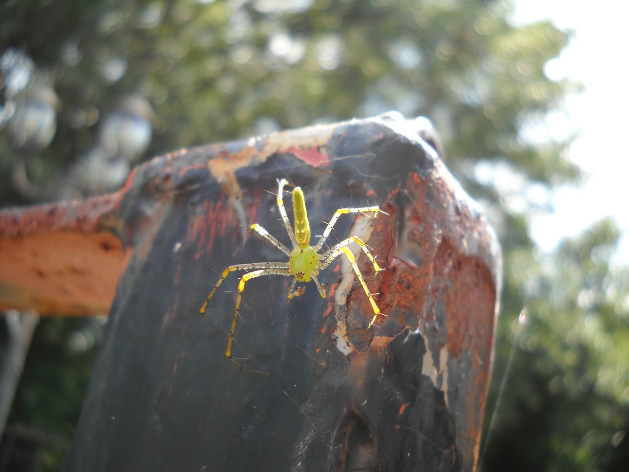 spider yellow insect free photo