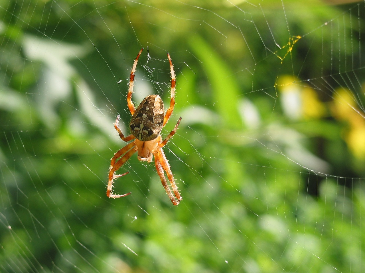 spider arachnid network free photo