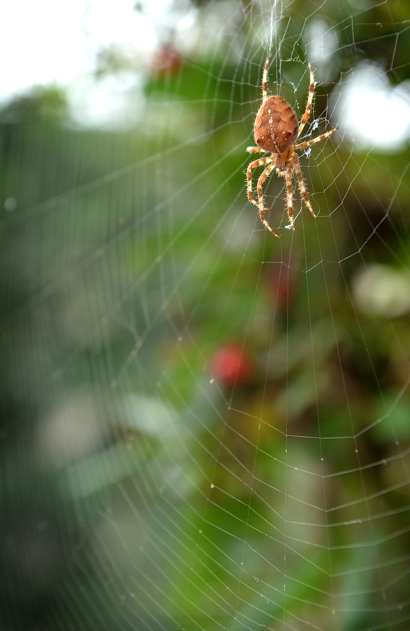 spider network green free photo