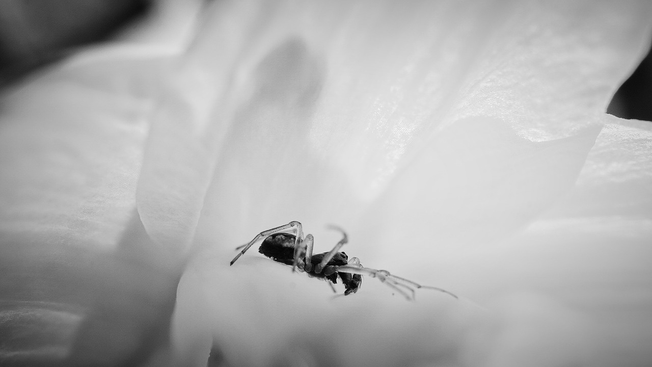 spider macro flower free photo