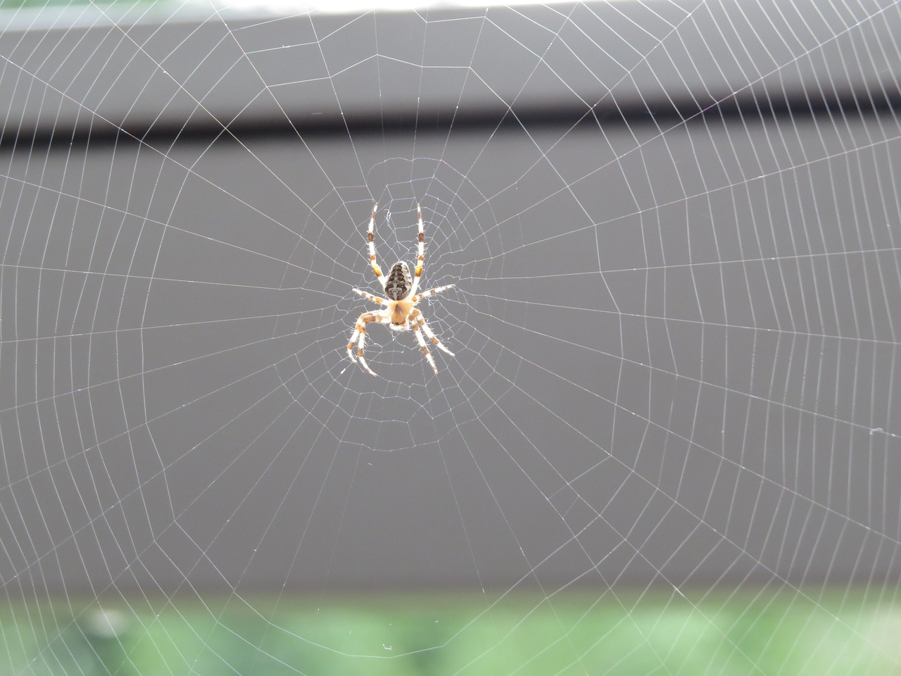 spider cobweb close free photo