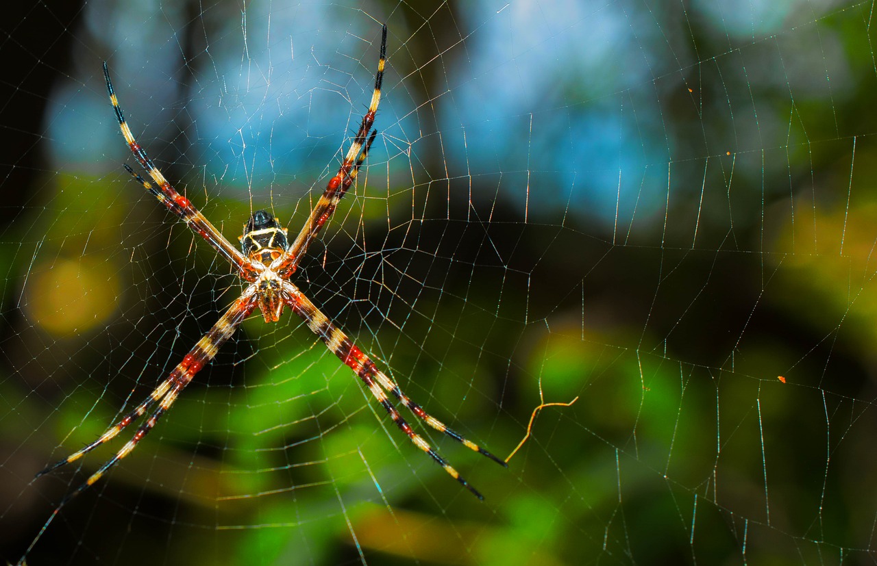 spider web net free photo