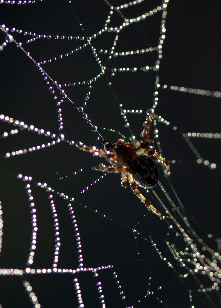 spider spider web drops free photo