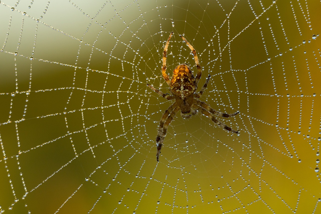 spider cobweb close free photo