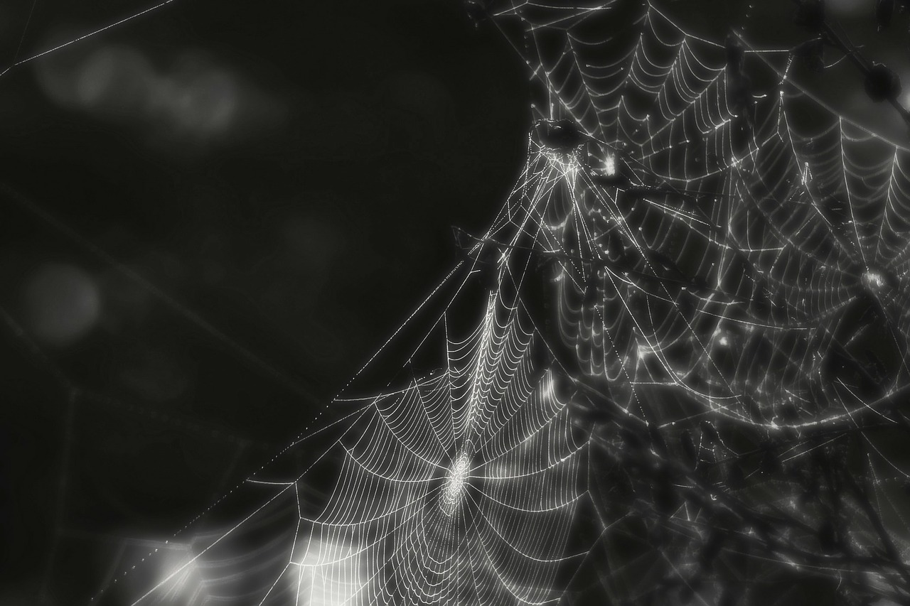 spider web cobweb free photo