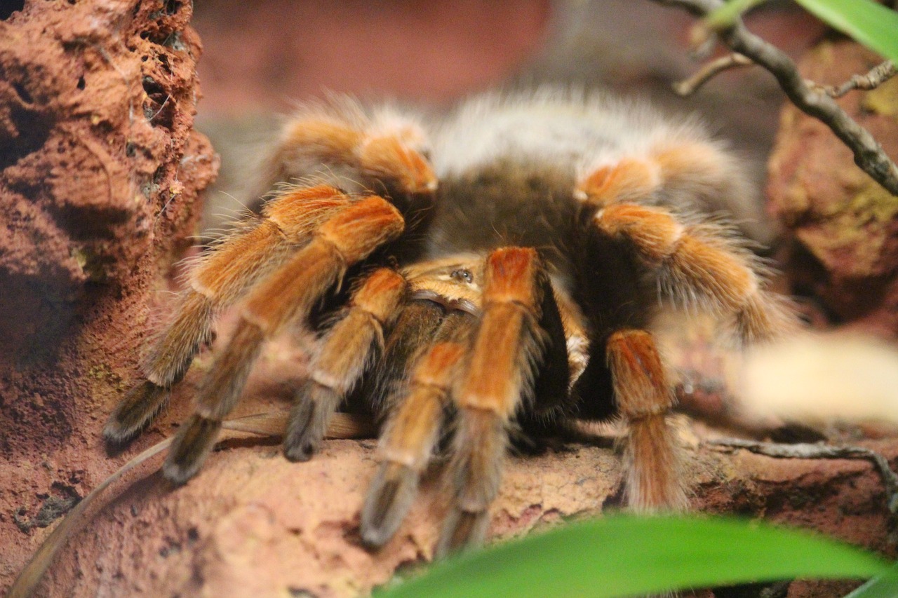 spider animal zoo free photo