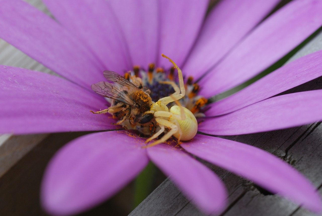 spider bee flower free photo