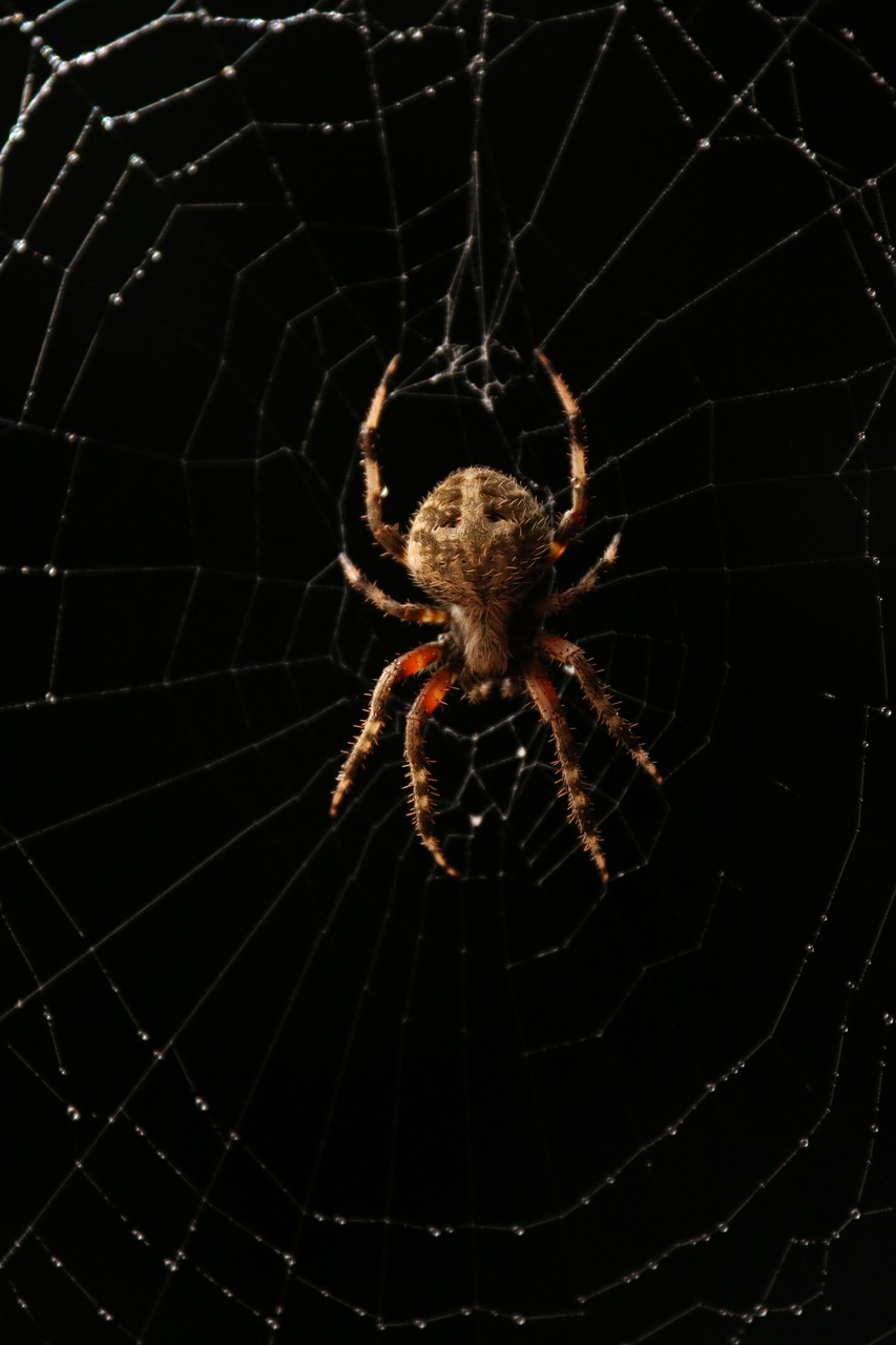 spider web black free photo