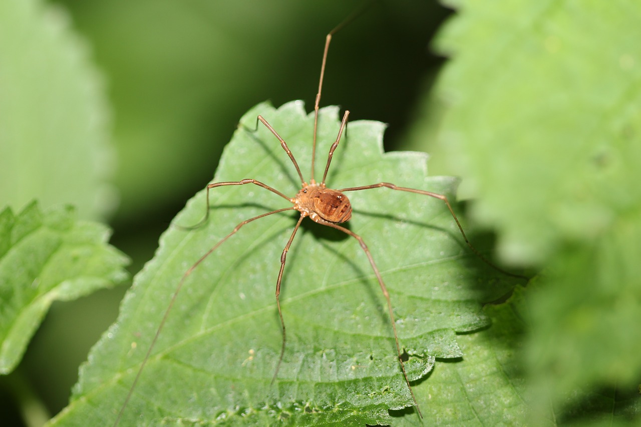 spider long legs insect free photo