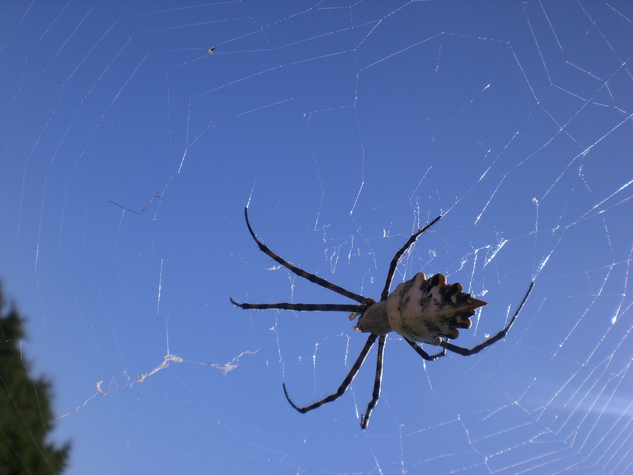 spider arachnoid spider phobia free photo