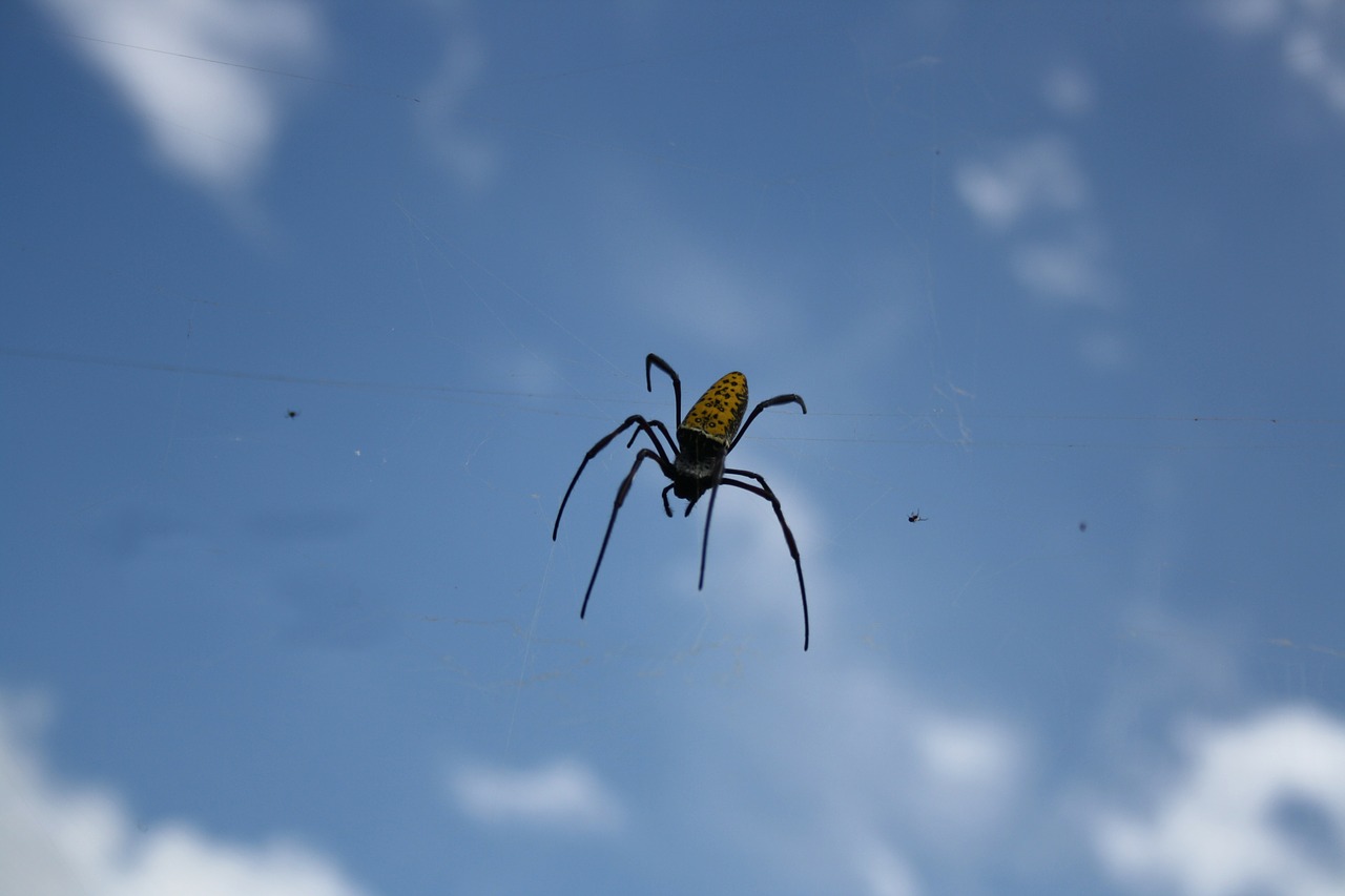spider insect bug free photo