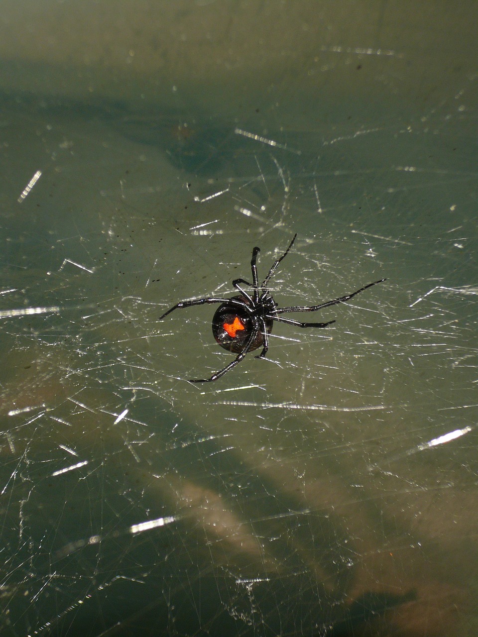 spider black widow venomous free photo