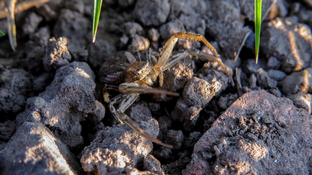 spider macro arthropod free photo