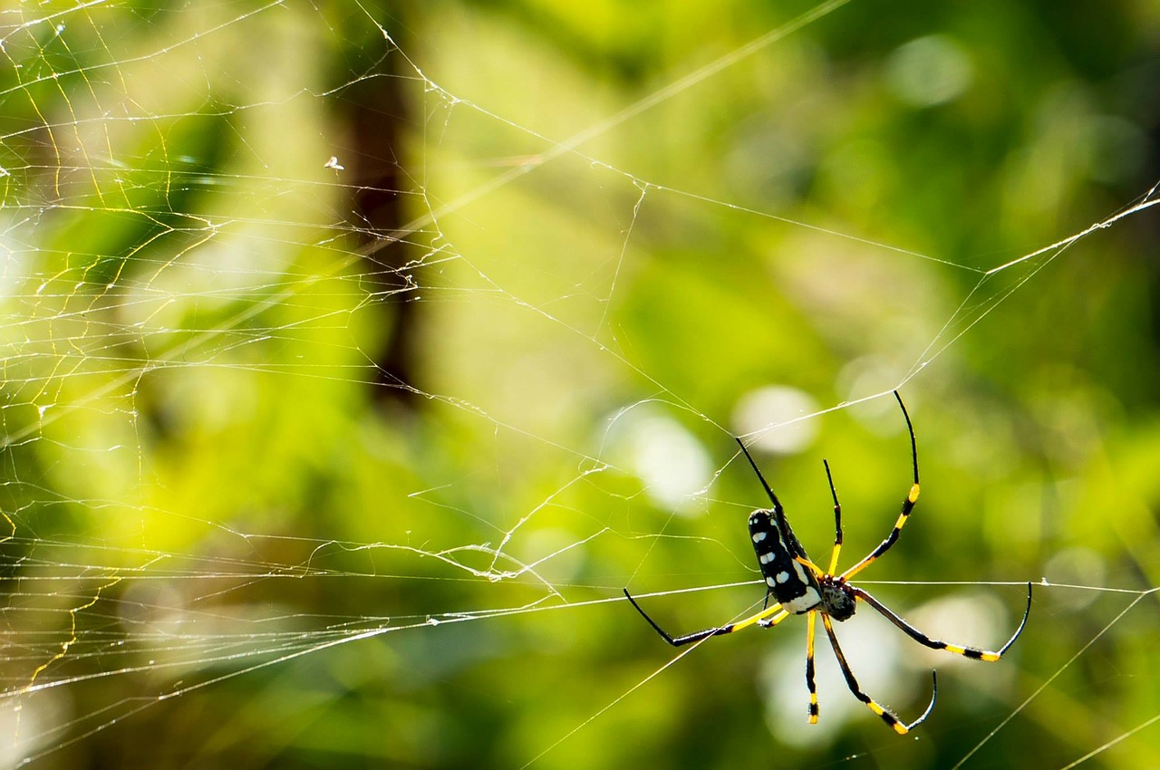 spider network cobweb free photo