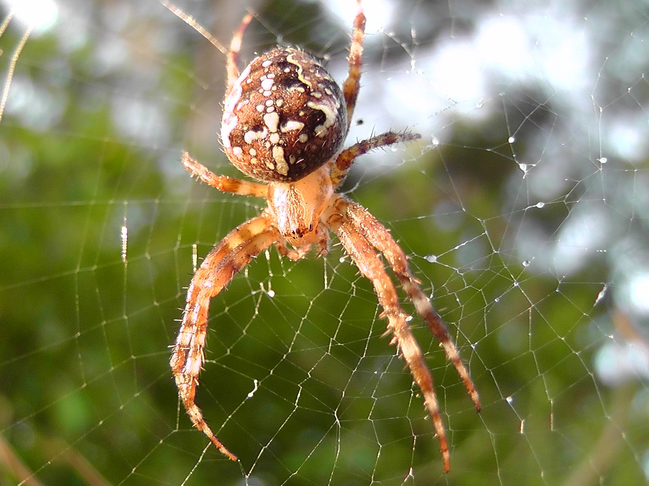 spider network animal free photo