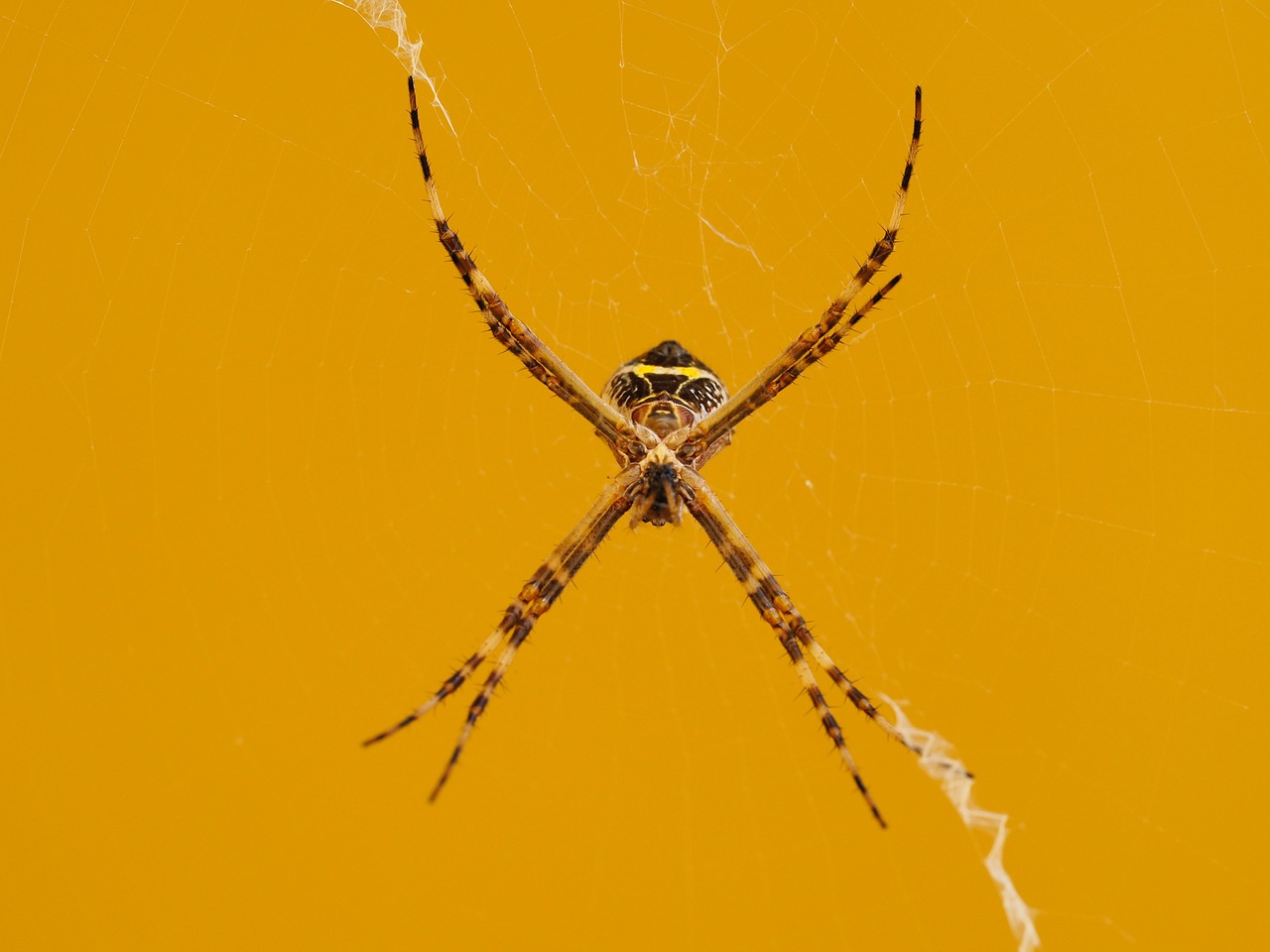 spider insect arachnophobia free photo