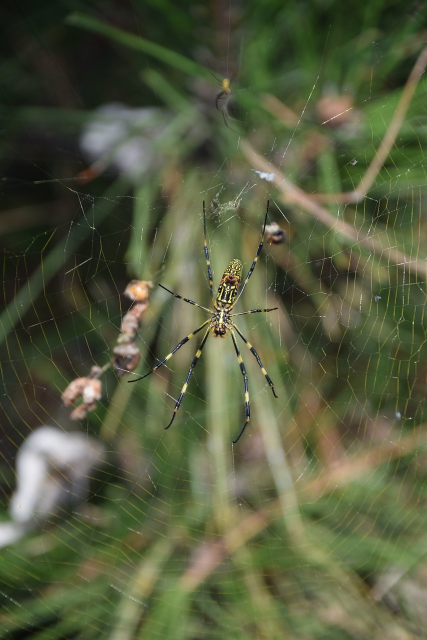 spider cobweb nature free photo