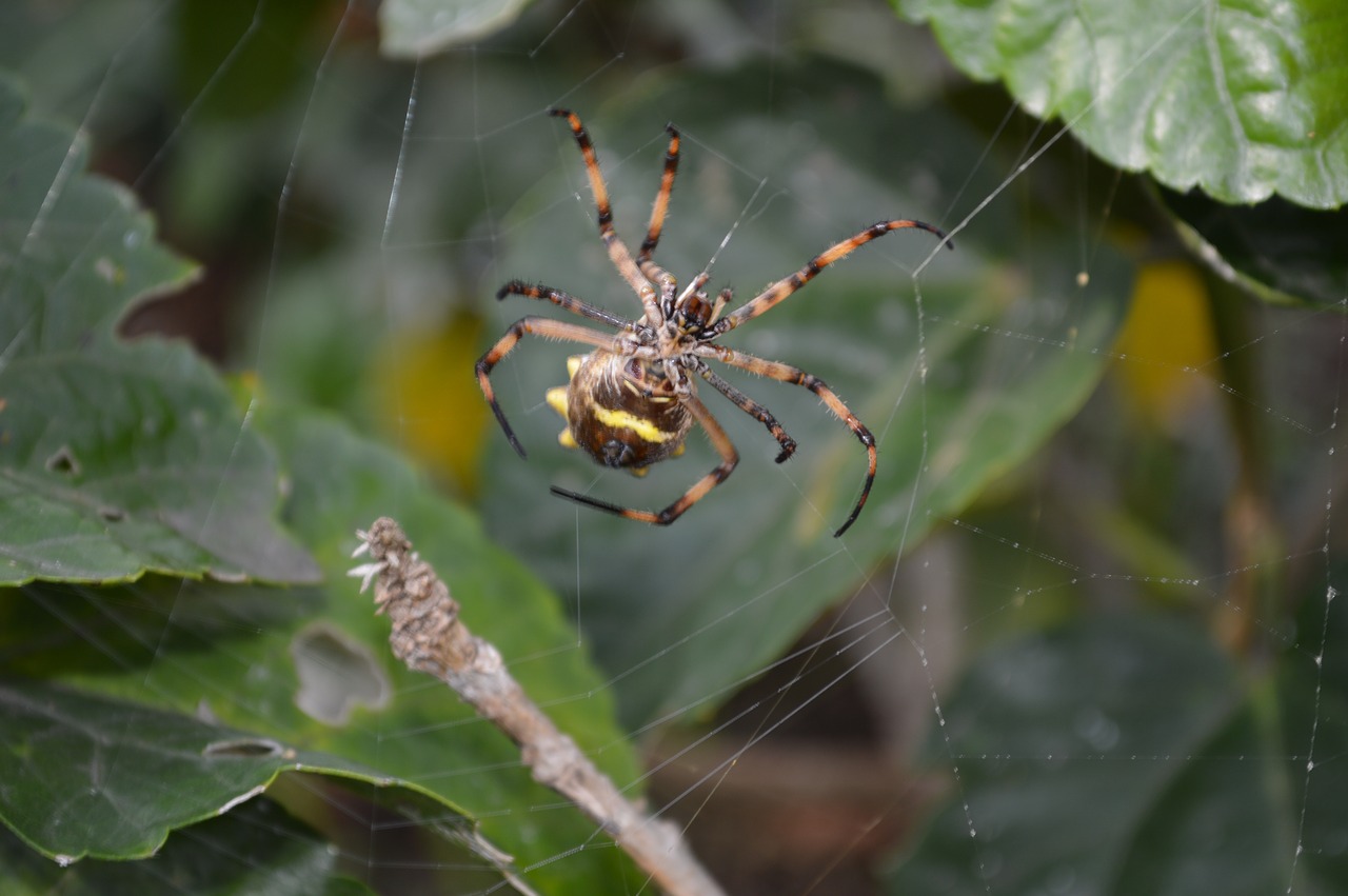 spider animals nature free photo