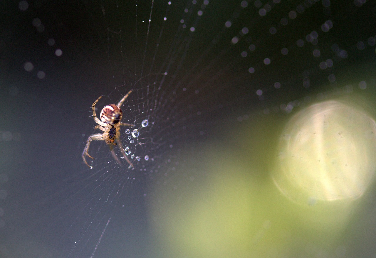 spider place dew free photo