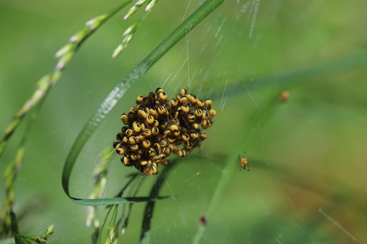 spider cross spider baby spiders free photo