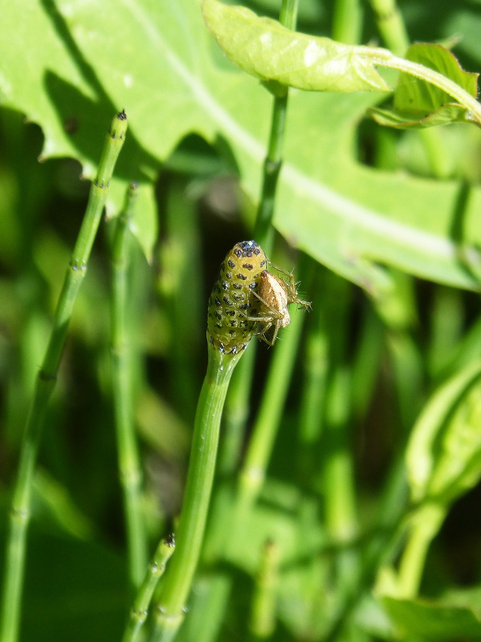 spider tiny insect free photo