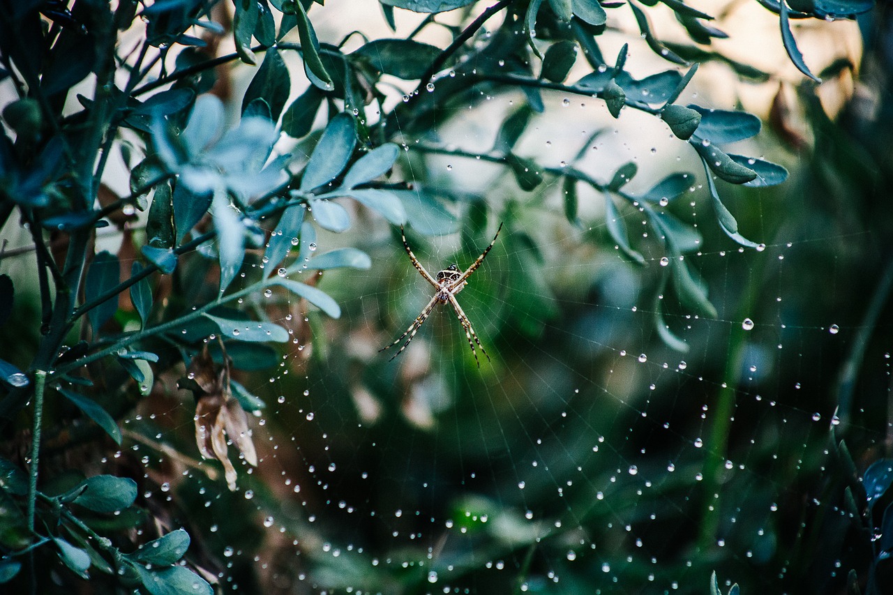 spider web arachnid free photo