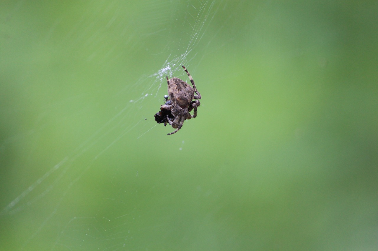 spider natural green free photo