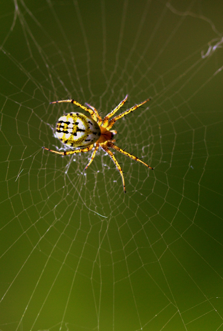 spider spider web hooked free photo