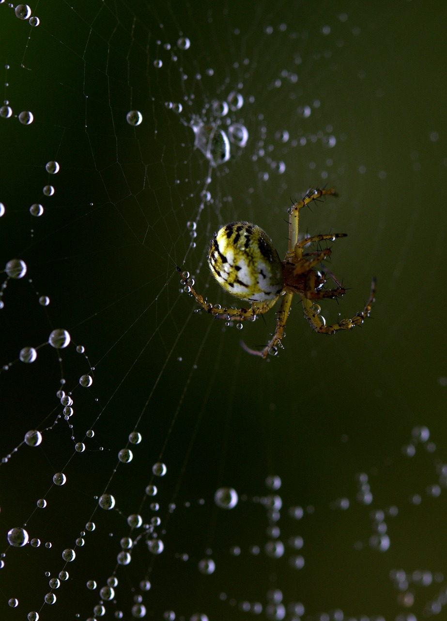 spider spider web hooked free photo