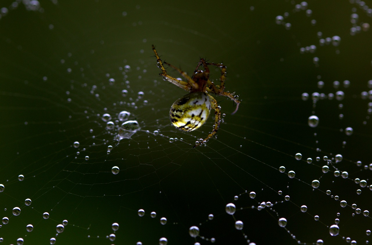 spider spider web hooked free photo