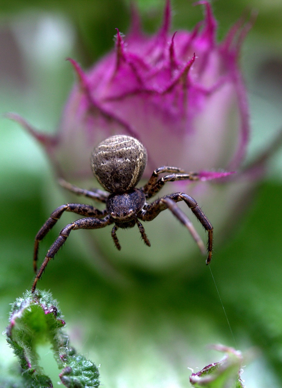 spider black flower free photo