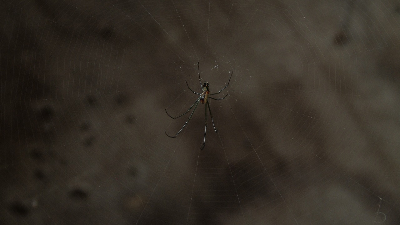 spider cobweb network free photo